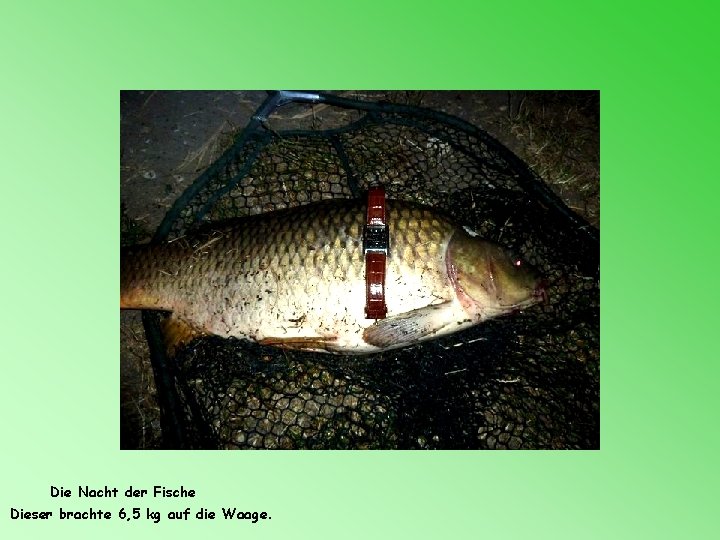 Die Nacht der Fische Dieser brachte 6, 5 kg auf die Waage. 