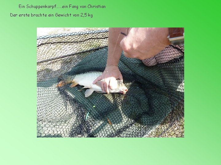 Ein Schuppenkarpf……ein Fang von Christian Der erste brachte ein Gewicht von 2, 5 kg