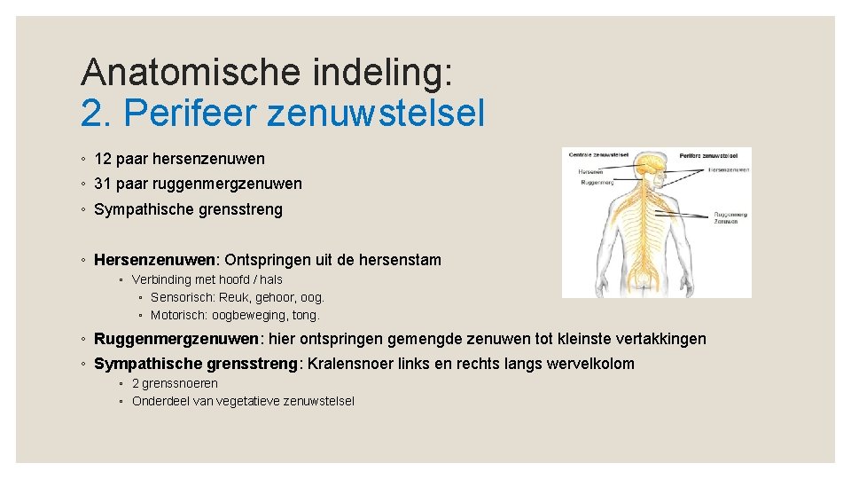 Anatomische indeling: 2. Perifeer zenuwstelsel ◦ 12 paar hersenzenuwen ◦ 31 paar ruggenmergzenuwen ◦