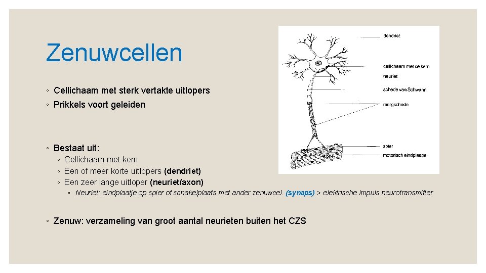 Zenuwcellen ◦ Cellichaam met sterk vertakte uitlopers ◦ Prikkels voort geleiden ◦ Bestaat uit: