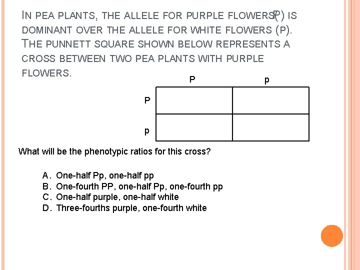 IN PEA PLANTS, THE ALLELE FOR PURPLE FLOWERSP) ( IS DOMINANT OVER THE ALLELE