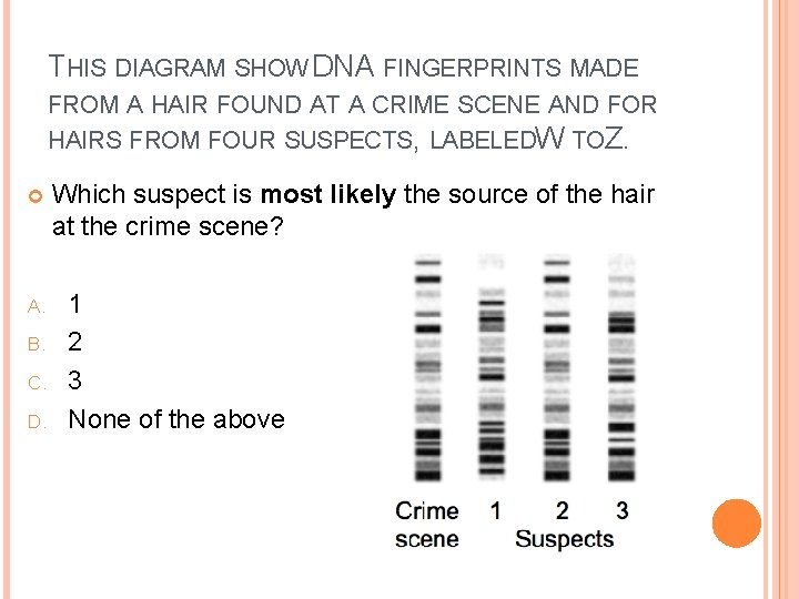 THIS DIAGRAM SHOW DNA FINGERPRINTS MADE FROM A HAIR FOUND AT A CRIME SCENE