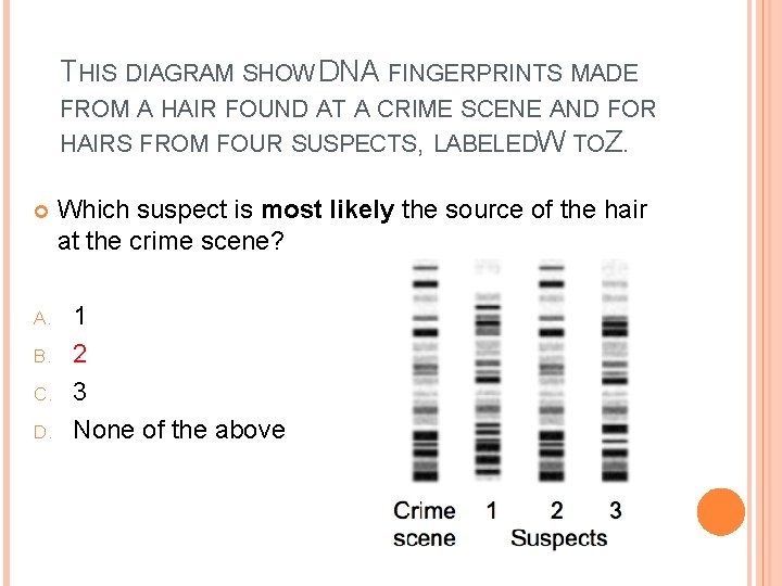 THIS DIAGRAM SHOW DNA FINGERPRINTS MADE FROM A HAIR FOUND AT A CRIME SCENE