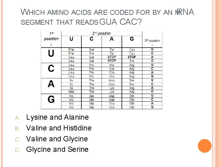 WHICH AMINO ACIDS ARE CODED FOR BY AN MRNA SEGMENT THAT READS GUA CAC?