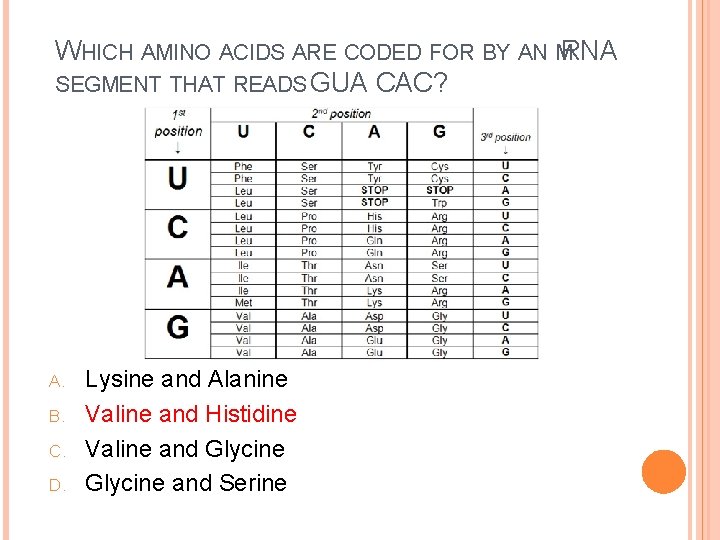 WHICH AMINO ACIDS ARE CODED FOR BY AN MRNA SEGMENT THAT READS GUA CAC?