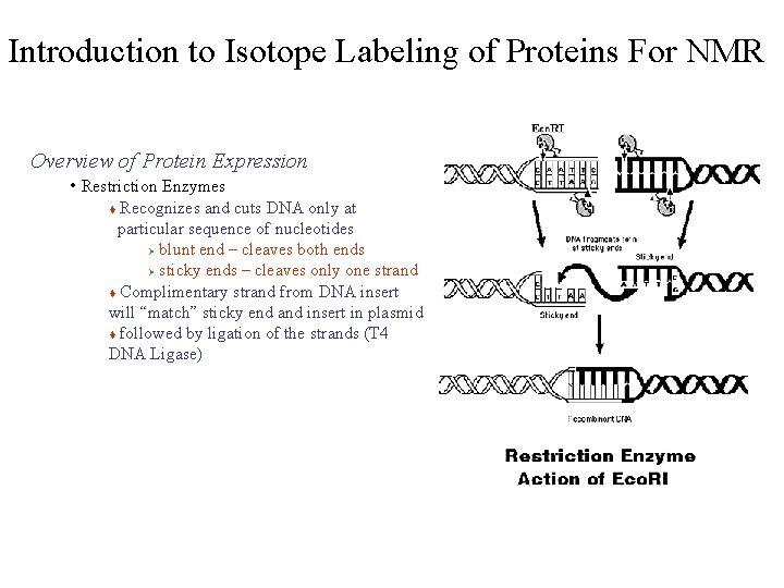Introduction to Isotope Labeling of Proteins For NMR Overview of Protein Expression • Restriction