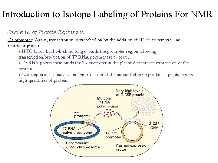 Introduction to Isotope Labeling of Proteins For NMR Overview of Protein Expression T 7