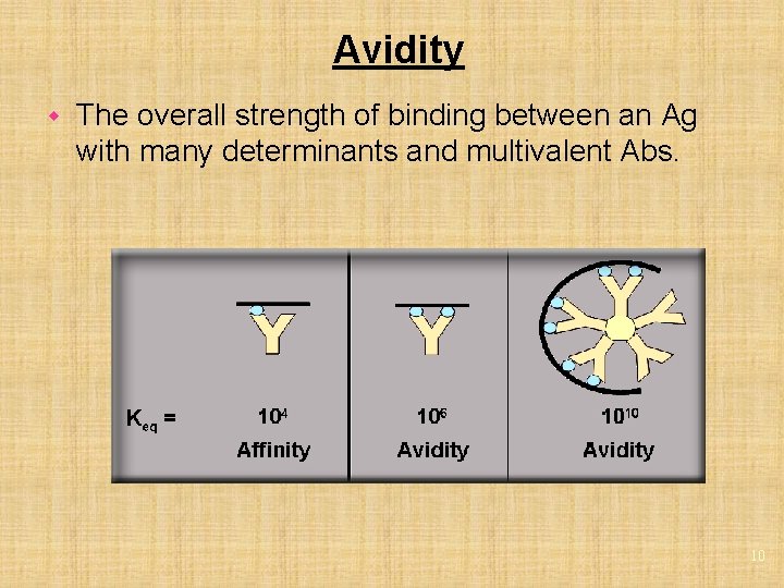 Avidity w The overall strength of binding between an Ag with many determinants and