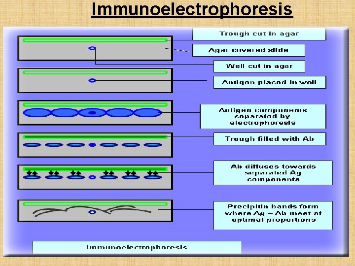 Immunoelectrophoresis 20 