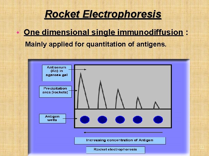 Rocket Electrophoresis w One dimensional single immunodiffusion : Mainly applied for quantitation of antigens.