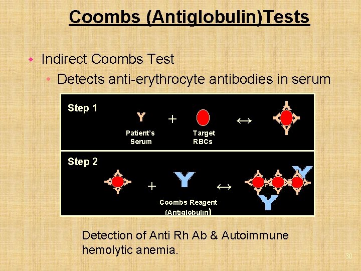 Coombs (Antiglobulin)Tests w Indirect Coombs Test • Detects anti-erythrocyte antibodies in serum Step 1