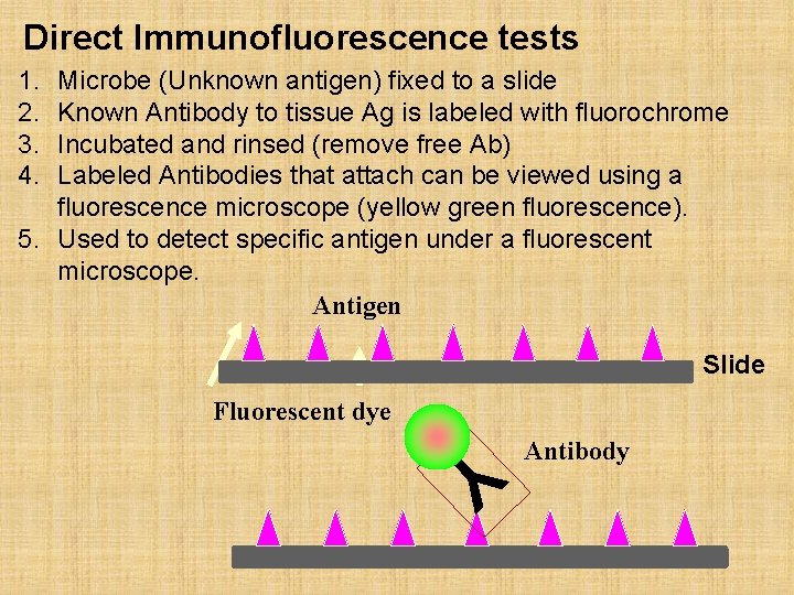 Direct Immunofluorescence tests 1. 2. 3. 4. Microbe (Unknown antigen) fixed to a slide