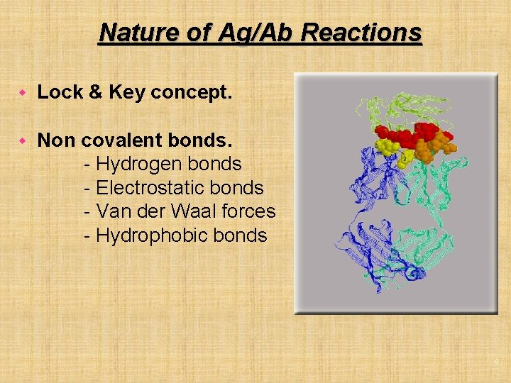 Nature of Ag/Ab Reactions w Lock & Key concept. w Non covalent bonds. -