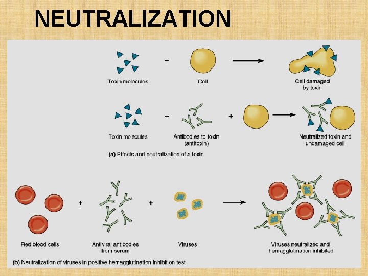 NEUTRALIZATION 