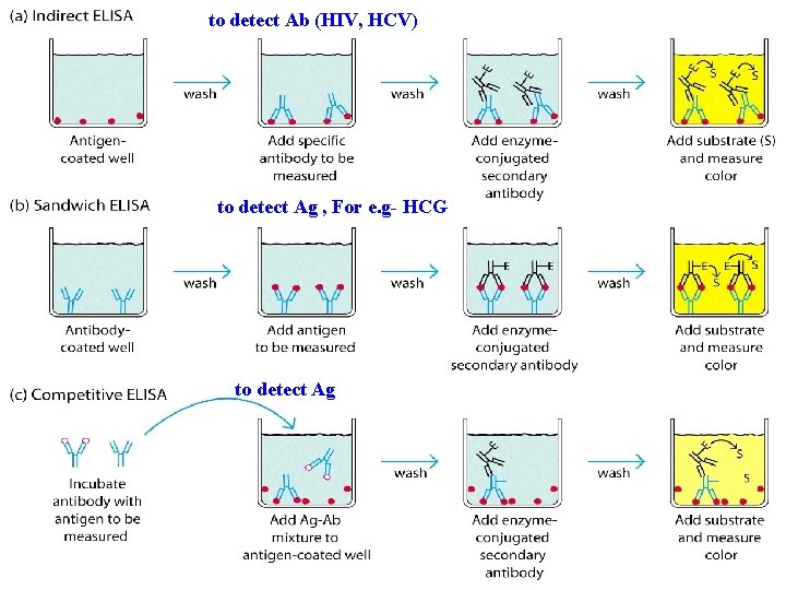 to detect Ab (HIV, HCV) to detect Ag , For e. g- HCG to