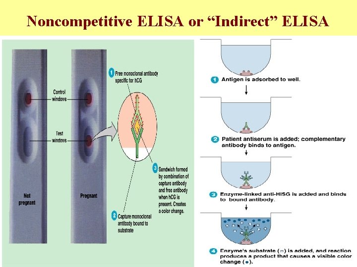 Noncompetitive ELISA or “Indirect” ELISA Serological Tests 
