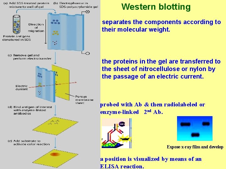 Western blotting separates the components according to their molecular weight. the proteins in the