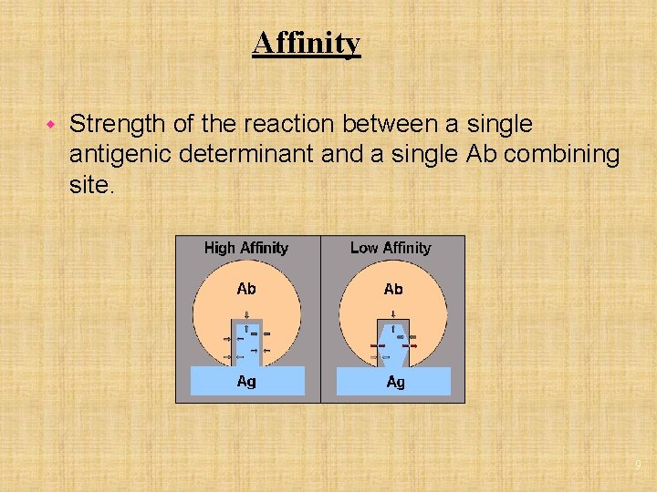 Affinity w Strength of the reaction between a single antigenic determinant and a single