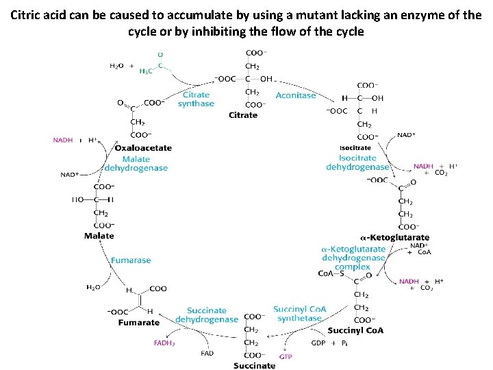 Citric acid can be caused to accumulate by using a mutant lacking an enzyme