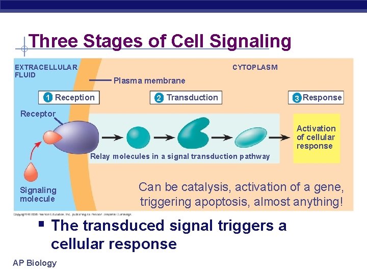 Three Stages of Cell Signaling CYTOPLASM EXTRACELLULAR FLUID Plasma membrane 1 Reception 2 Transduction