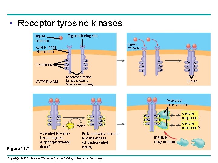  • Receptor tyrosine kinases Signal-binding site Signal molecule Helix in the Membrane Tyrosines