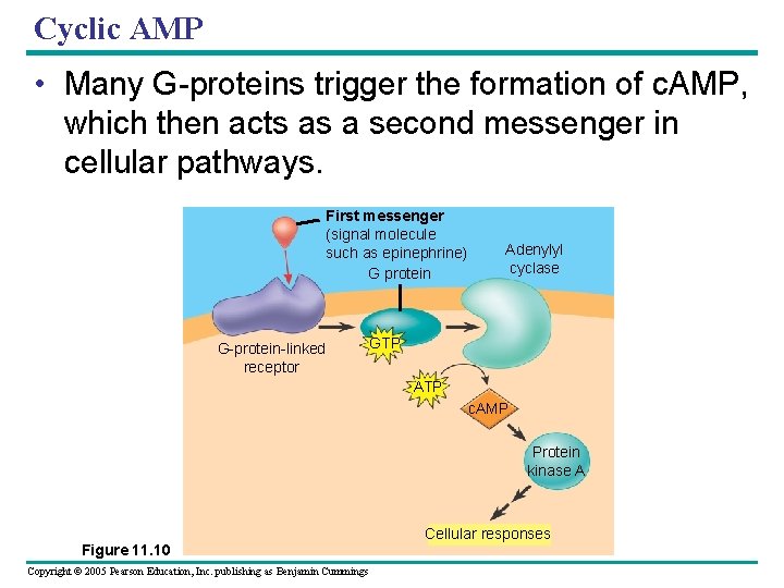 Cyclic AMP • Many G-proteins trigger the formation of c. AMP, which then acts