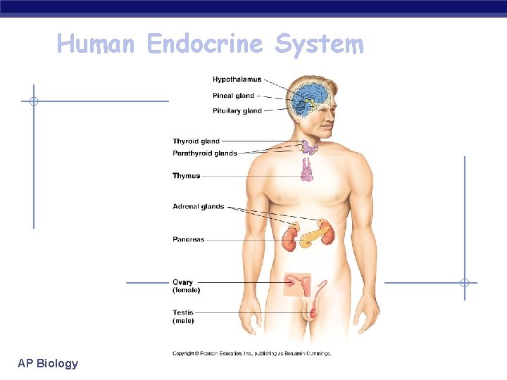 Human Endocrine System AP Biology 