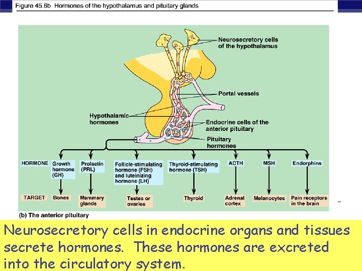 Neurosecretory cells in endocrine organs and tissues secrete hormones. These hormones are excreted AP