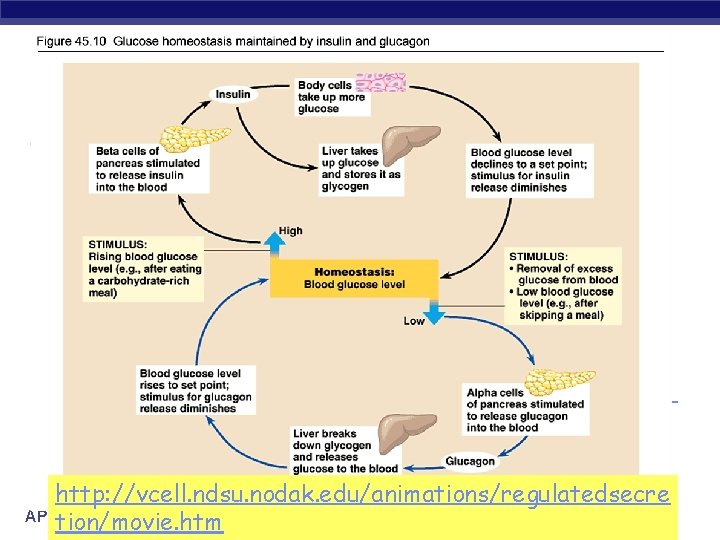 http: //vcell. ndsu. nodak. edu/animations/regulatedsecre AP Biology tion/movie. htm 