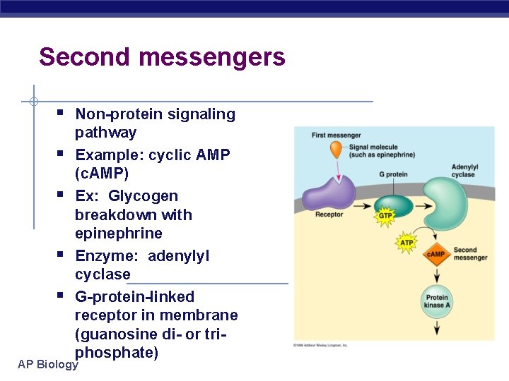 Second messengers § Non-protein signaling § § pathway Example: cyclic AMP (c. AMP) Ex: