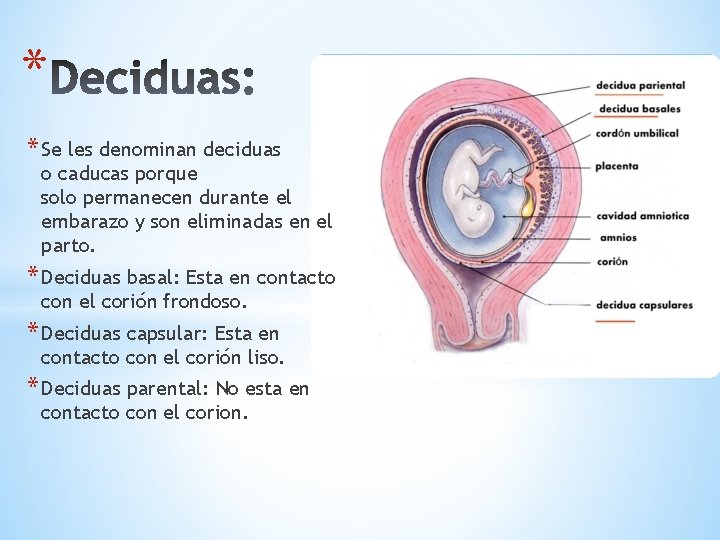 * * Se les denominan deciduas o caducas porque solo permanecen durante el embarazo