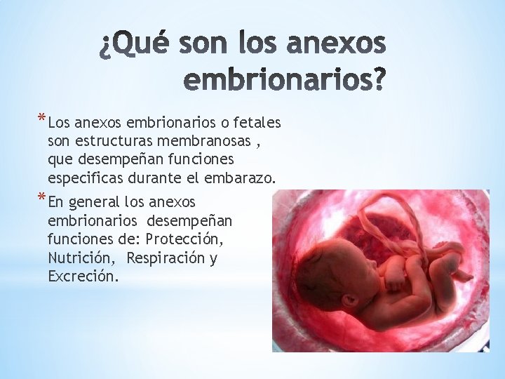 *Los anexos embrionarios o fetales son estructuras membranosas , que desempeñan funciones especificas durante