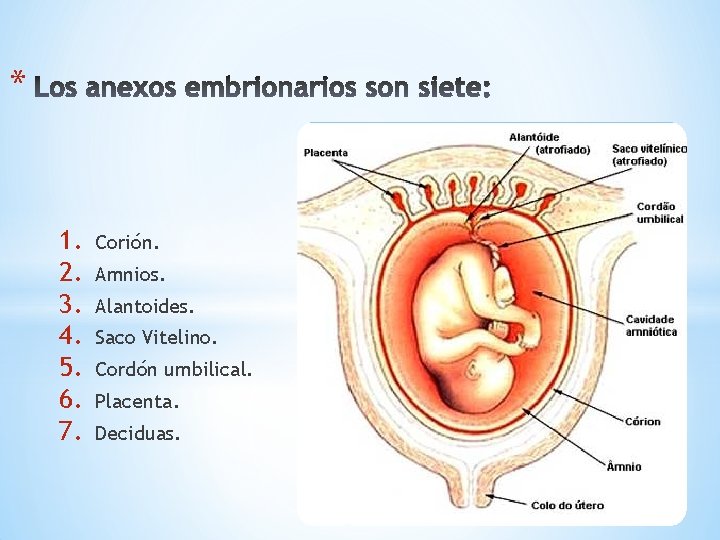 * 1. 2. 3. 4. 5. 6. 7. Corión. Amnios. Alantoides. Saco Vitelino. Cordón