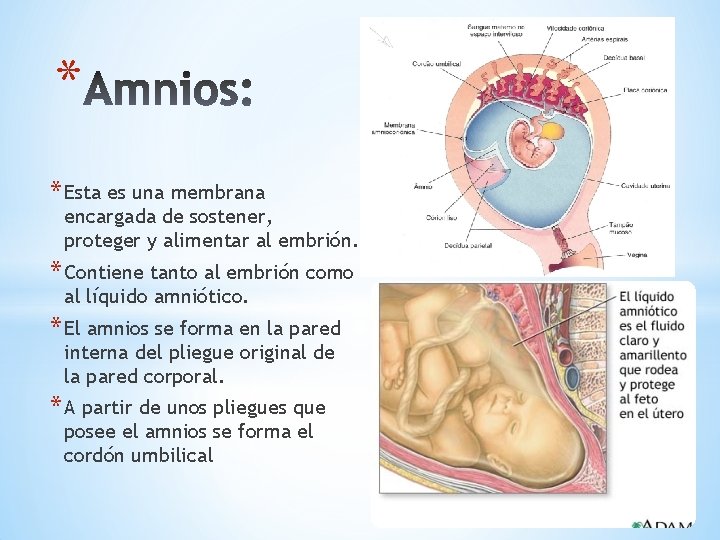 * * Esta es una membrana encargada de sostener, proteger y alimentar al embrión.