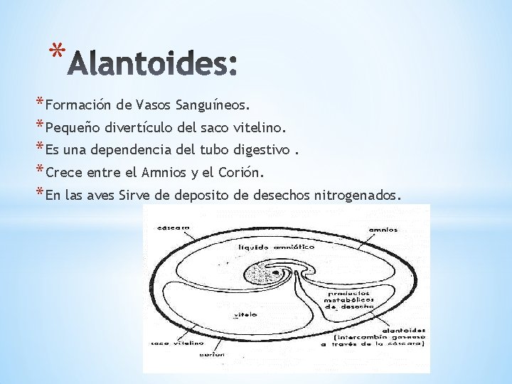 * * Formación de Vasos Sanguíneos. * Pequeño divertículo del saco vitelino. * Es