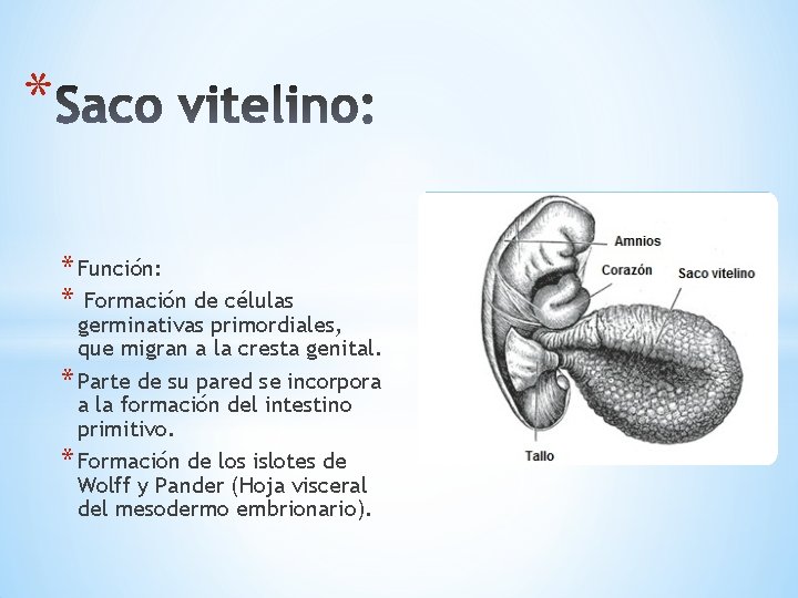 * * Función: * Formación de células germinativas primordiales, que migran a la cresta