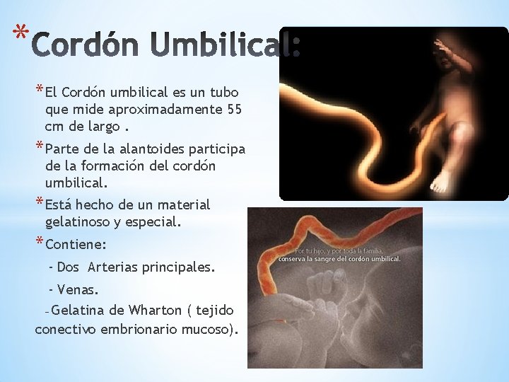 * * El Cordón umbilical es un tubo que mide aproximadamente 55 cm de