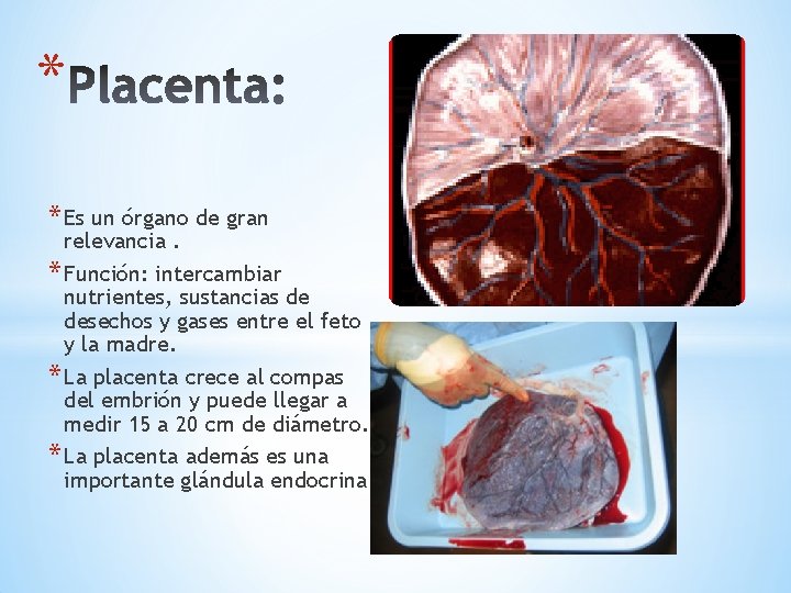 * * Es un órgano de gran relevancia. * Función: intercambiar nutrientes, sustancias de