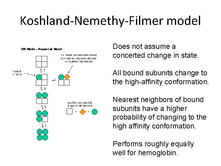 Koshland-Nemethy-Filmer model Does not assume a concerted change in state. All bound subunits change