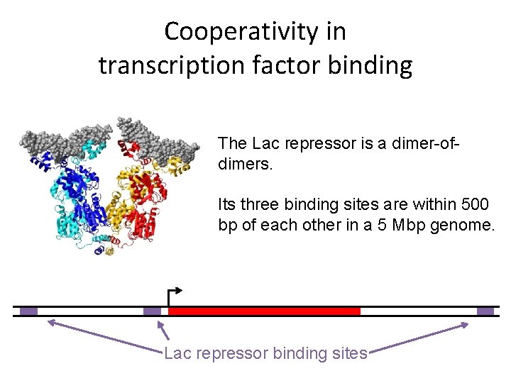 Cooperativity in transcription factor binding The Lac repressor is a dimer-ofdimers. Its three binding