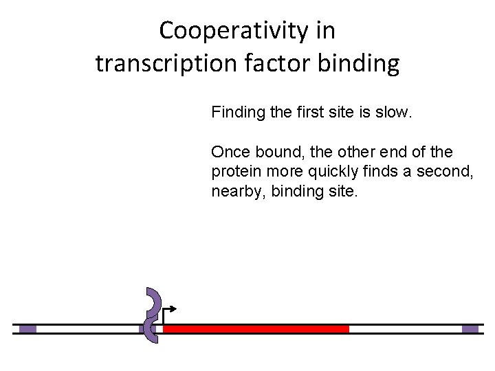Cooperativity in transcription factor binding Finding the first site is slow. Once bound, the