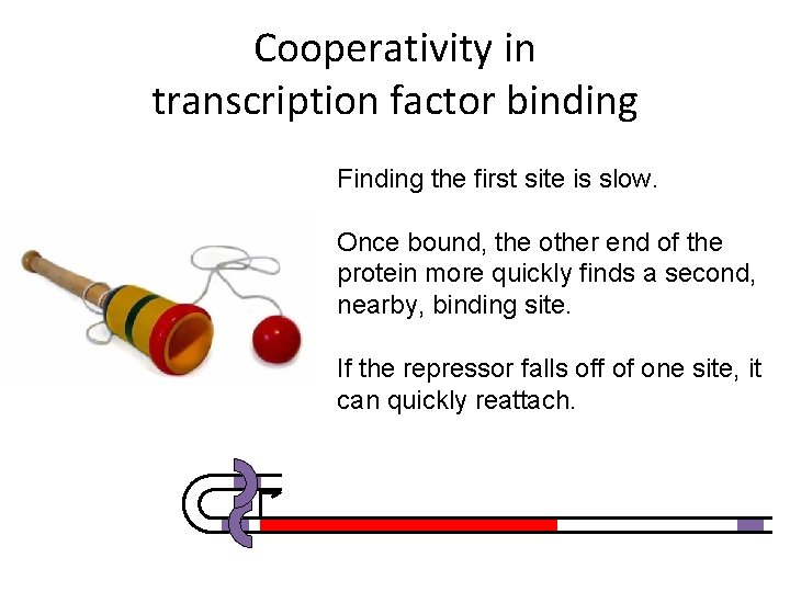 Cooperativity in transcription factor binding Finding the first site is slow. Once bound, the