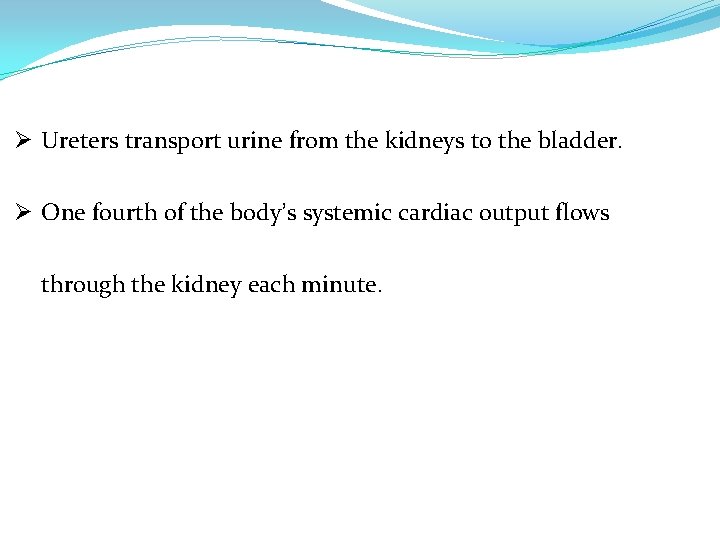 Ø Ureters transport urine from the kidneys to the bladder. Ø One fourth of