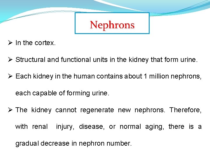 Nephrons Ø In the cortex. Ø Structural and functional units in the kidney that