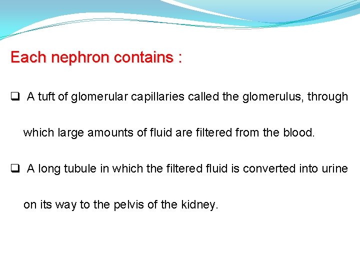 Each nephron contains : q A tuft of glomerular capillaries called the glomerulus, through