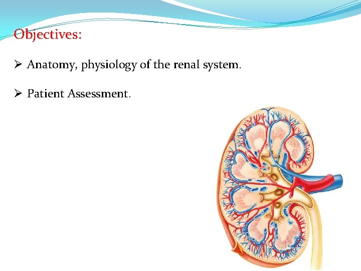 Objectives: Ø Anatomy, physiology of the renal system. Ø Patient Assessment. 