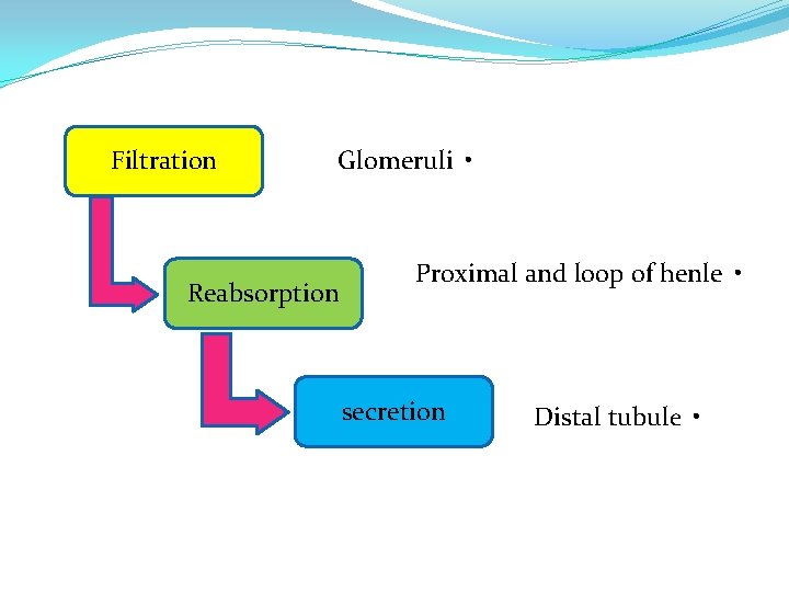 Filtration Glomeruli • Reabsorption Proximal and loop of henle • secretion Distal tubule •