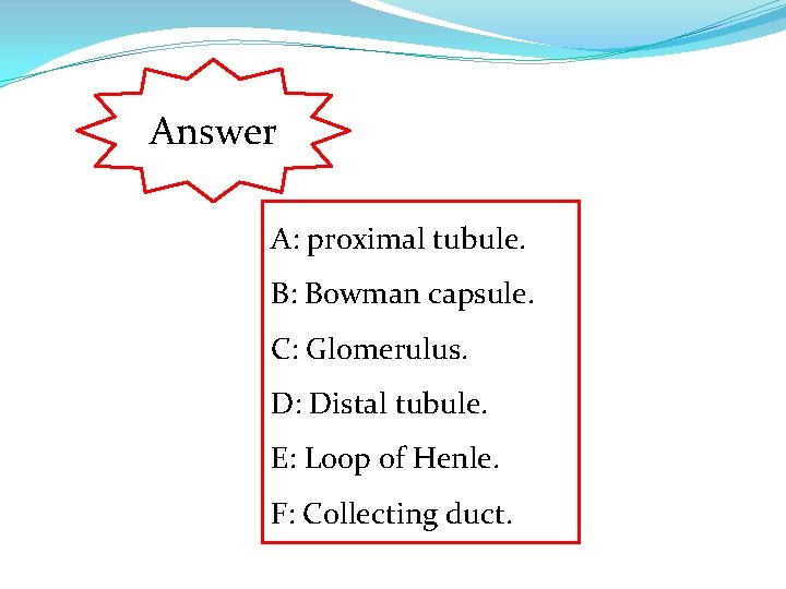 Answer A: proximal tubule. B: Bowman capsule. C: Glomerulus. D: Distal tubule. E: Loop