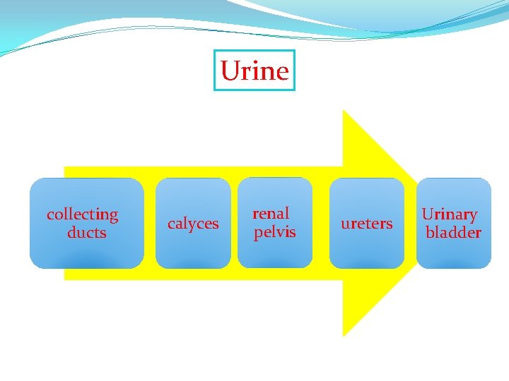 Urine collecting ducts calyces renal pelvis ureters Urinary bladder 