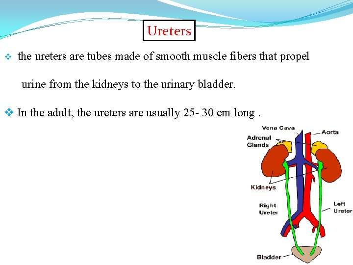 Ureters v the ureters are tubes made of smooth muscle fibers that propel urine